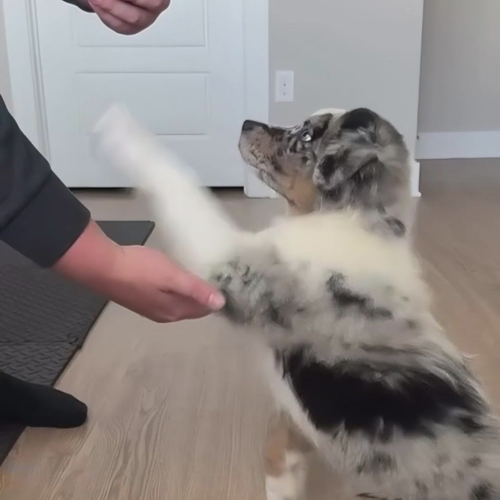 Pawpsicle