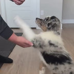 Pawpsicle